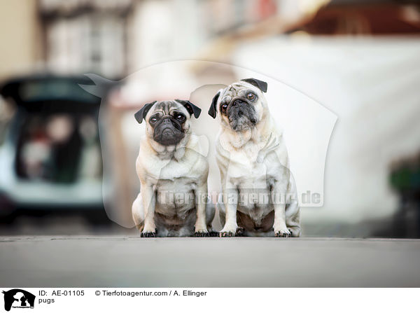 M�pse / pugs / AE-01105