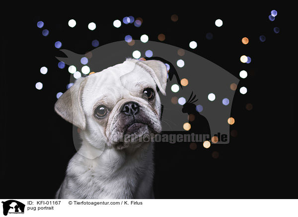 Mops Portrait / pug portrait / KFI-01167