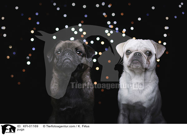 Mpse / pugs / KFI-01169