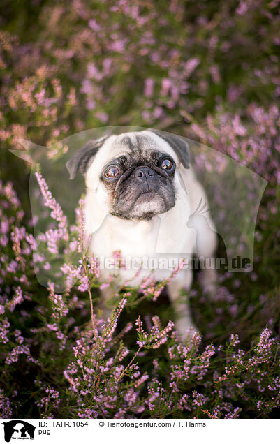 Mops / pug / TAH-01054