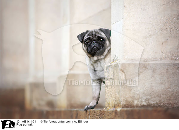 Mops Portrait / Pug portrait / AE-01191