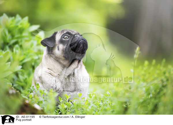 Mops Portrait / Pug portrait / AE-01195