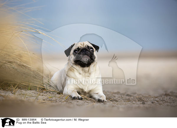 Mops an der Ostsee / Pug on the Baltic Sea / MW-13964