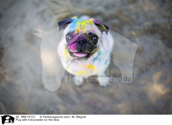 Mops mit Holipulver im Gesicht / Pug with holi powder on the face / MW-14131