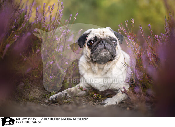 Mops in der Heide / pug in the heather / MW-14160