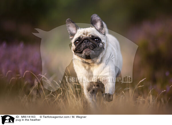 Mops in der Heide / pug in the heather / MW-14163