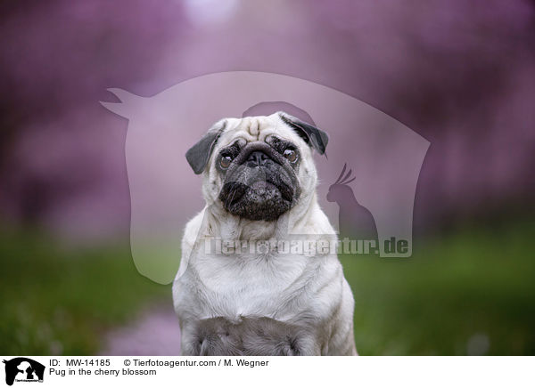 Mops in der Kirschblte / Pug in the cherry blossom / MW-14185