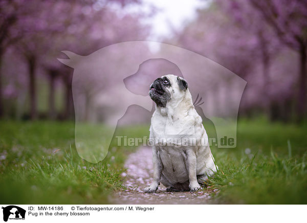 Mops in der Kirschblte / Pug in the cherry blossom / MW-14186