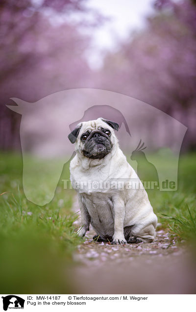 Mops in der Kirschblte / Pug in the cherry blossom / MW-14187