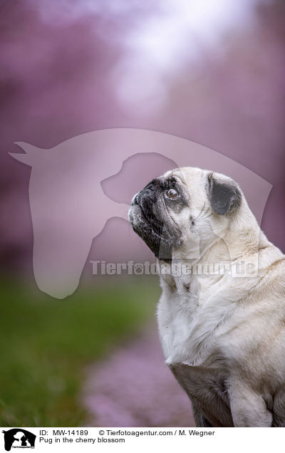 Mops in der Kirschblte / Pug in the cherry blossom / MW-14189