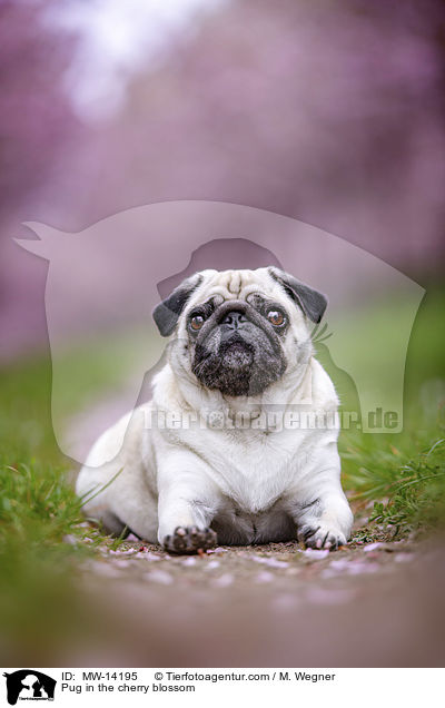 Mops in der Kirschblte / Pug in the cherry blossom / MW-14195