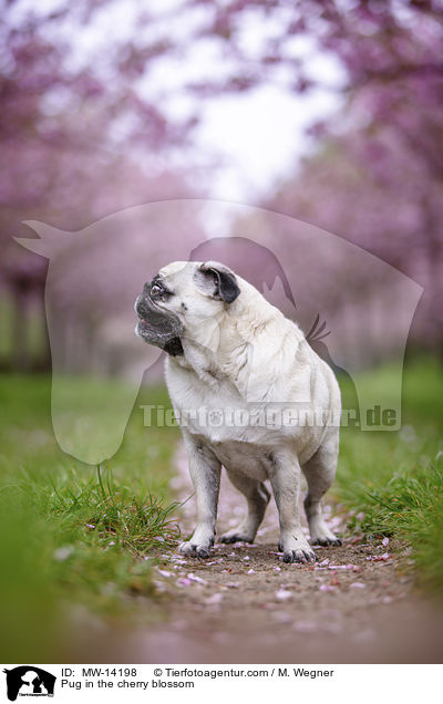 Mops in der Kirschblte / Pug in the cherry blossom / MW-14198
