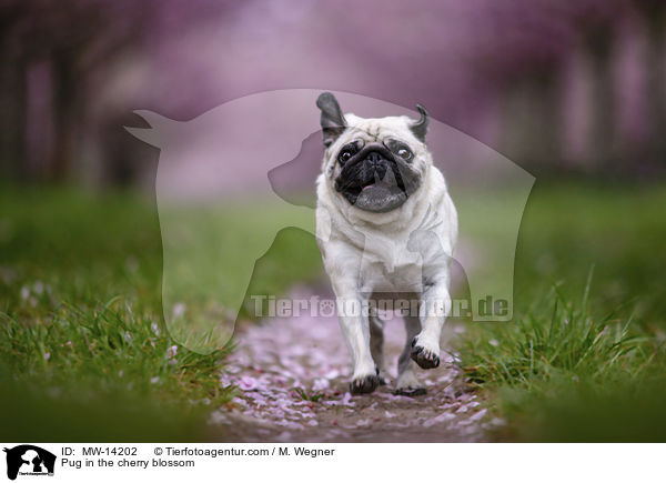 Mops in der Kirschblte / Pug in the cherry blossom / MW-14202