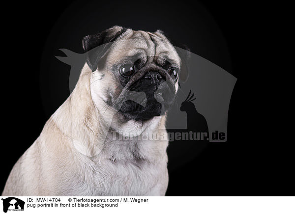 Mops Portrait vor schwarzem Hintergrund / pug portrait in front of black background / MW-14784