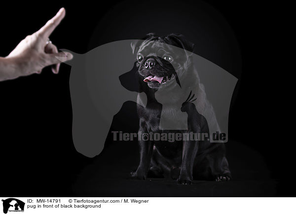 Mops vor schwarzem Hintergrund / pug in front of black background / MW-14791