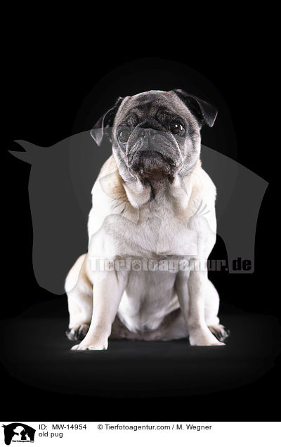 alter Mops / old pug / MW-14954