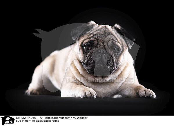 pug in front of black background / MW-14966