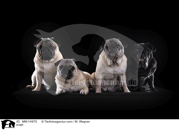 Mpse / pugs / MW-14975