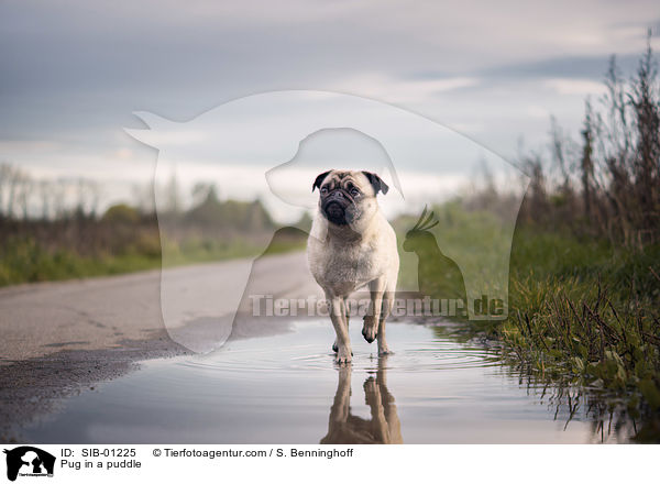 Mops in einer Pftze / Pug in a puddle / SIB-01225