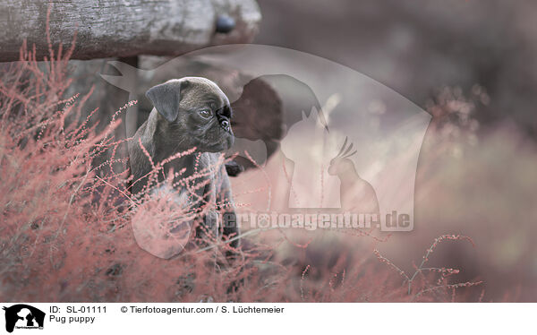 Mops Welpe / Pug puppy / SL-01111