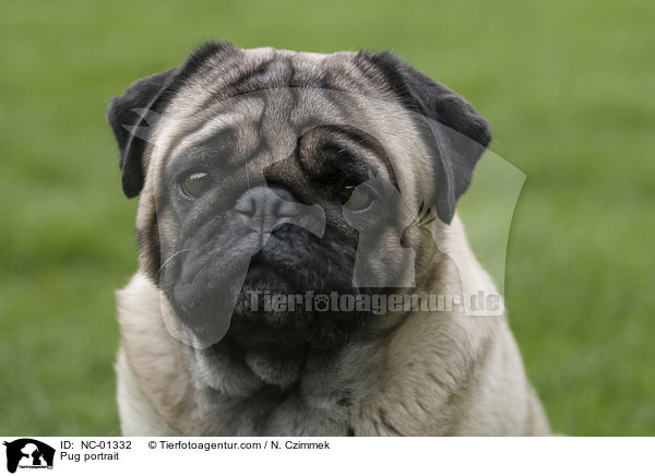 Mops Portrait / Pug portrait / NC-01332