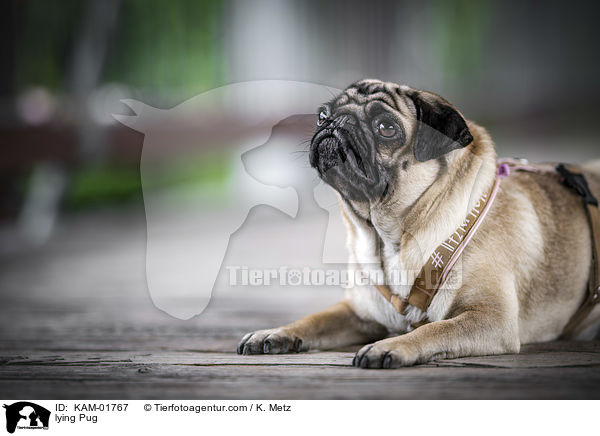 liegender Mops / lying Pug / KAM-01767