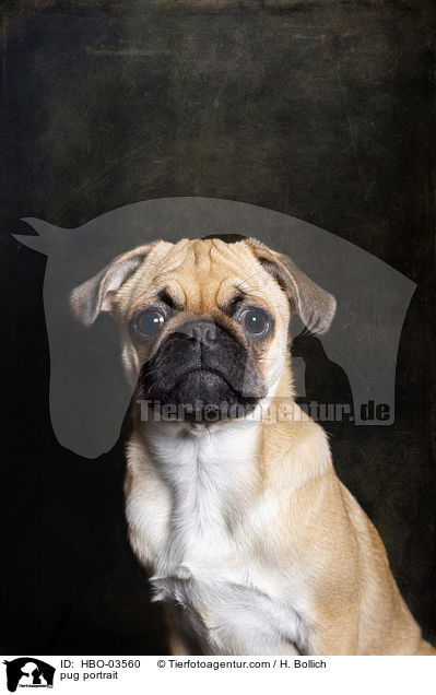 pug portrait / HBO-03560