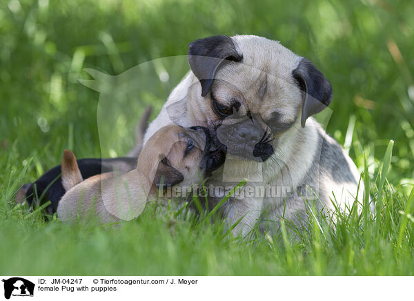 Mops Hndin mit Welpen / female Pug with puppies / JM-04247