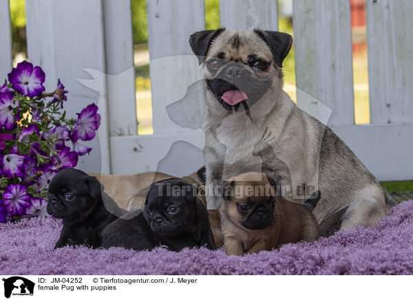 female Pug with puppies / JM-04252