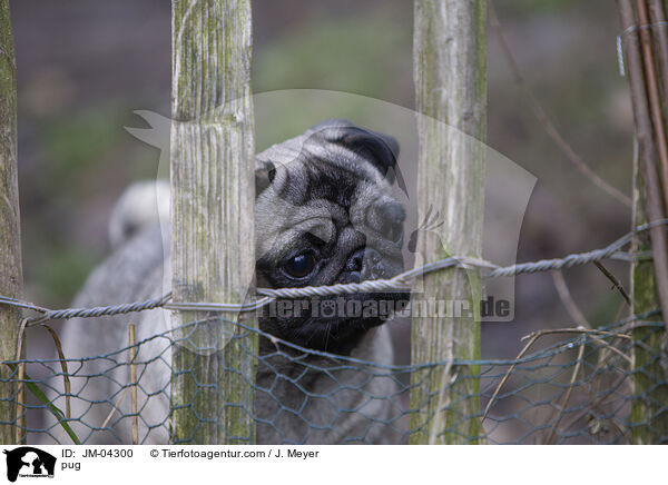 Mops / pug / JM-04300