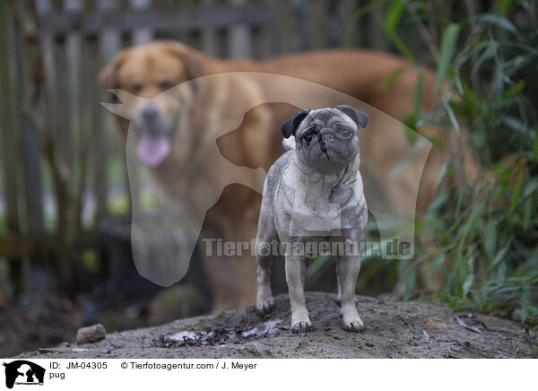 Mops / pug / JM-04305