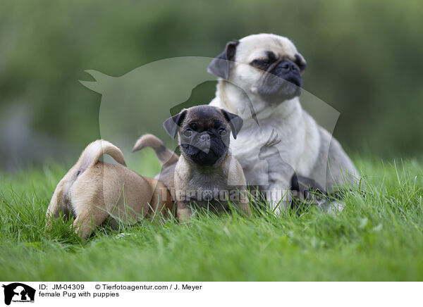Mops Hndin mit Welpen / female Pug with puppies / JM-04309
