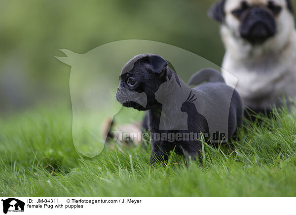 Mops Hndin mit Welpen / female Pug with puppies / JM-04311