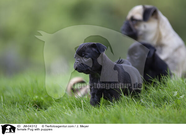 Mops Hndin mit Welpen / female Pug with puppies / JM-04312