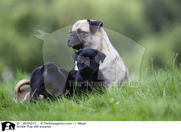 Mops Hndin mit Welpen / female Pug with puppies / JM-04313