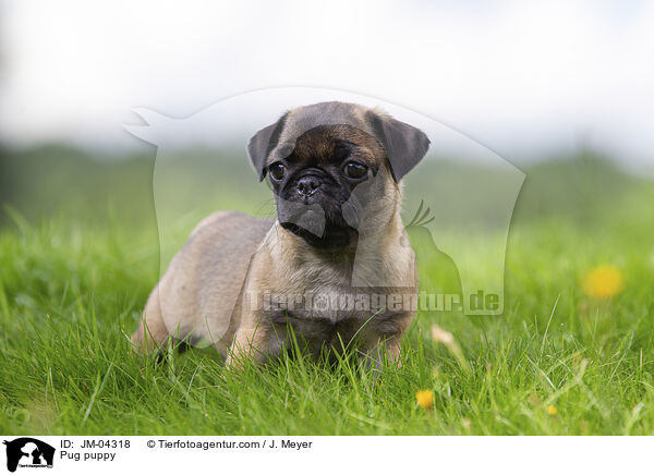 Mops Welpe / Pug puppy / JM-04318
