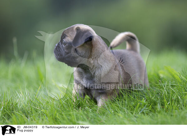 Mops Welpe / Pug puppy / JM-04319