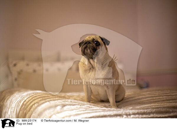 Pug on bed / MW-25174