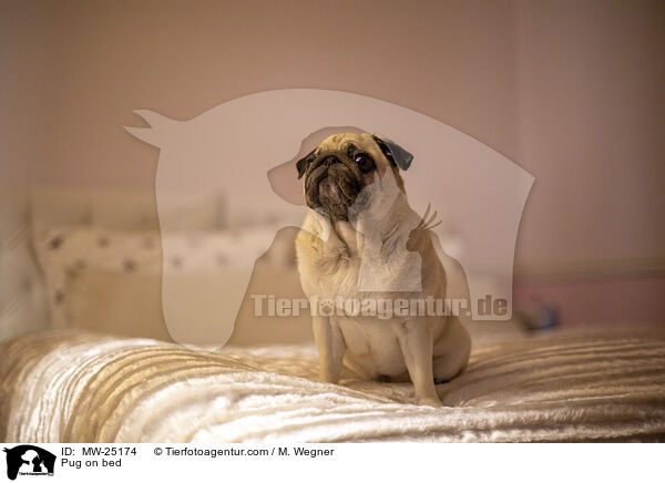 Mops auf Bett / Pug on bed / MW-25174