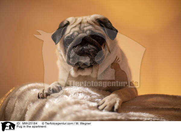 Mops in der Wohnung / Pug in the apartment / MW-25184