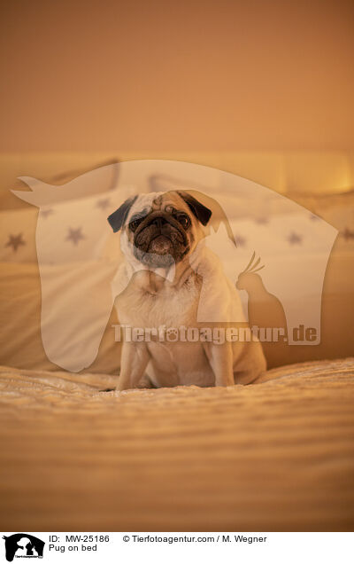 Pug on bed / MW-25186
