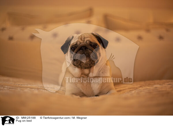 Pug on bed / MW-25188
