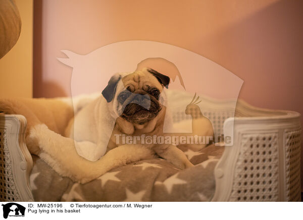 Pug lying in his basket / MW-25196