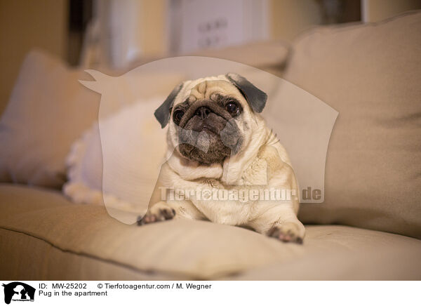 Pug in the apartment / MW-25202