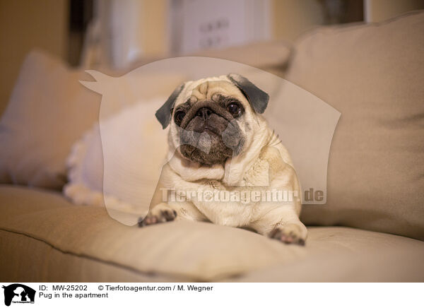 Mops in der Wohnung / Pug in the apartment / MW-25202