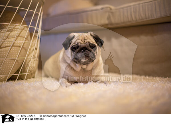 Mops in der Wohnung / Pug in the apartment / MW-25205