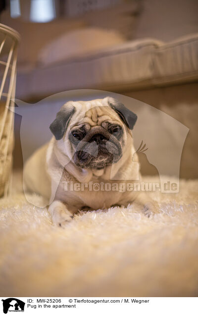 Mops in der Wohnung / Pug in the apartment / MW-25206