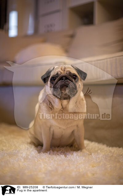 Mops in der Wohnung / Pug in the apartment / MW-25208