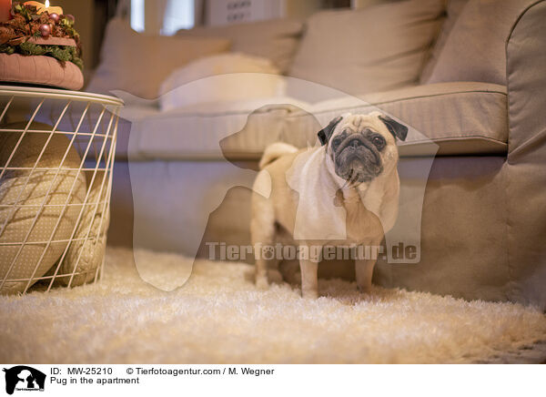 Mops in der Wohnung / Pug in the apartment / MW-25210