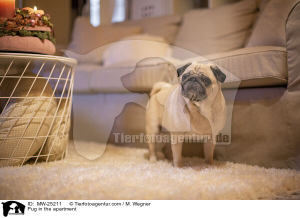 Mops in der Wohnung / Pug in the apartment / MW-25211